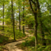 Scenic trail through the lush Muskoka woodlands, one of the 9 best all-season hikes recommended by Jayne's Luxury Rentals.