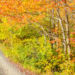 Scenic autumn road in the Kawarthas, a prelude to the region's winter activities, presented by Jayne's Luxury Rentals